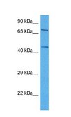 Anti-KCNQ2 antibody produced in rabbit IgG fraction of antiserum