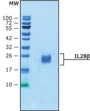 IL28&#946; human recombinant, expressed in HEK 293 cells, suitable for cell culture