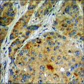 Anti-phospho-Ku70 (pSer5) antibody produced in rabbit affinity isolated antibody