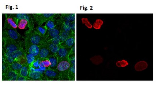 Anti-phospho-H3 Antibody (Ser10), Alexa Fluor&#8482; 555 Conjugate from rabbit, ALEXA FLUOR&#8482; 555