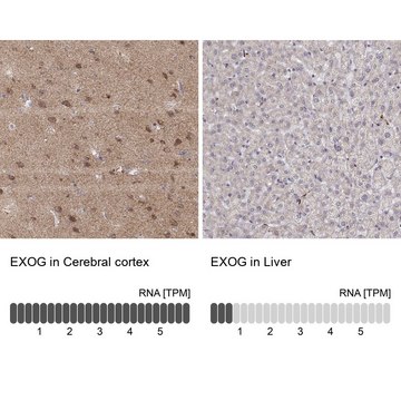 Anti-EXOG antibody produced in rabbit Prestige Antibodies&#174; Powered by Atlas Antibodies, affinity isolated antibody