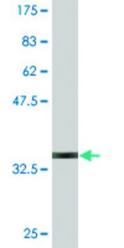 Monoclonal Anti-GNRH1, (C-terminal) antibody produced in mouse clone 4H3, purified immunoglobulin, buffered aqueous solution