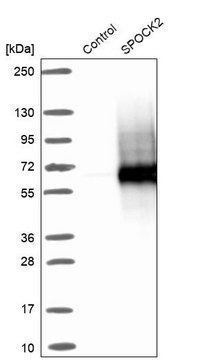 Anti-SPOCK2 antibody produced in rabbit Prestige Antibodies&#174; Powered by Atlas Antibodies, affinity isolated antibody, buffered aqueous glycerol solution