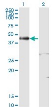 ANTI-ISL1 antibody produced in mouse clone 4A7, purified immunoglobulin, buffered aqueous solution