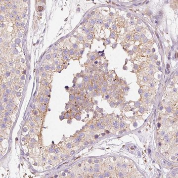 Anti-PRRC2A antibody produced in rabbit Prestige Antibodies&#174; Powered by Atlas Antibodies, affinity isolated antibody, buffered aqueous glycerol solution