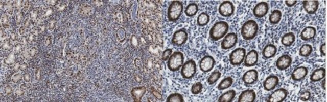 Anti-IRF-1 from rabbit, purified by affinity chromatography