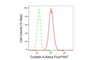 Anti Cystatin A Antibody, clone 23GB5665, Rabbit Monoclonal clone 23GB5665, recombinant rabbit monoclonal, expressed in HEK293 cells