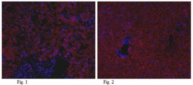 Anti-Angptl3 Antibody from rabbit, purified by affinity chromatography