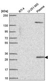 Anti-SCML1 antibody produced in rabbit Prestige Antibodies® Powered by Atlas Antibodies, affinity isolated antibody