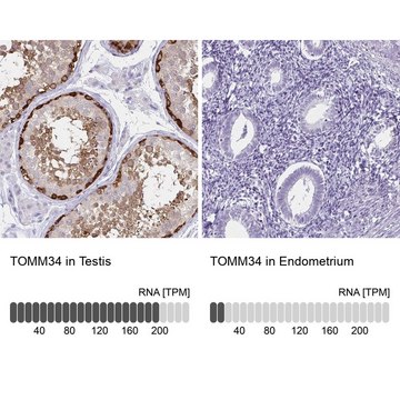 Anti-TOMM34 antibody produced in rabbit Prestige Antibodies&#174; Powered by Atlas Antibodies, affinity isolated antibody, buffered aqueous glycerol solution