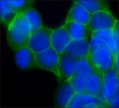 Anti-&#946;-Catenin antibody, Mouse monoclonal clone 15B8, purified from hybridoma cell culture