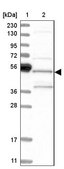 Anti-SH3GLB2 antibody produced in rabbit Prestige Antibodies® Powered by Atlas Antibodies, affinity isolated antibody, buffered aqueous glycerol solution, Ab1