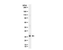 Anti-NRL (Neural Retina Leucine Zipper) from rabbit