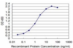 ANTI-T antibody produced in mouse clone 6D3, purified immunoglobulin, buffered aqueous solution