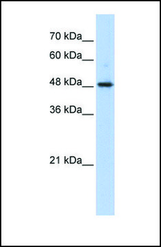 Anti-ABHD2 antibody produced in rabbit affinity isolated antibody