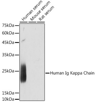 Anti-Human Ig Kappa Chain Antibody, clone 5E3S7, Rabbit Monoclonal