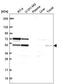 Anti-SF3B4 antibody produced in rabbit Prestige Antibodies® Powered by Atlas Antibodies, affinity isolated antibody