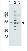ANTI-SLC36A1 (N-TERM) antibody produced in rabbit IgG fraction of antiserum, buffered aqueous solution