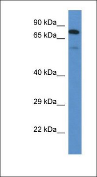 Anti-GALNT3 antibody produced in rabbit affinity isolated antibody