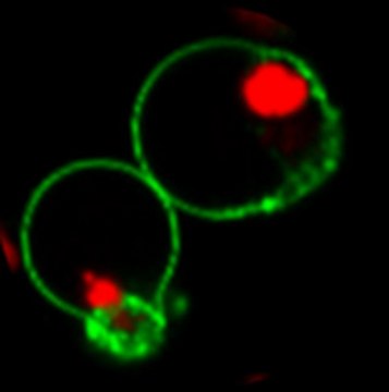 BioTracker NucView&#174; 530 Red Caspase-3 Dye (DMSO) Live cell imaging apoptosis dye for caspase-3/7 enzyme activity used to detect programmed cell death using fluorescence microscopy or flow cytometry applications.