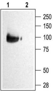 Anti-Potassium Channel KCNQ2 antibody produced in rabbit affinity isolated antibody, lyophilized powder