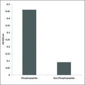Anti-phospho-Cyclin H (pThr315) antibody produced in rabbit affinity isolated antibody