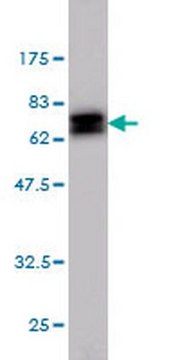 Anti-NDRG1 Mouse mAb (2D7) liquid, clone 2D7, Calbiochem&#174;