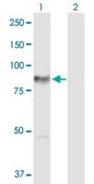 Anti-PRKCH antibody produced in rabbit purified immunoglobulin, buffered aqueous solution