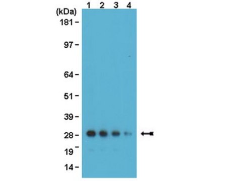 Anti-GFP Antibody, clone 3F8.2 clone 3F8.2, from mouse