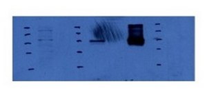 Anti-HIF1A affinity isolated antibody