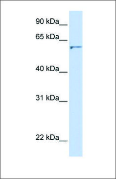 Anti-DHCR24 antibody produced in rabbit affinity isolated antibody