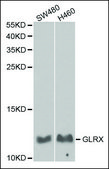 Anti-GLRX antibody produced in rabbit affinity isolated antibody