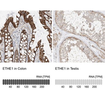 Anti-ETHE1 antibody produced in rabbit Prestige Antibodies&#174; Powered by Atlas Antibodies, affinity isolated antibody, buffered aqueous glycerol solution, ab2