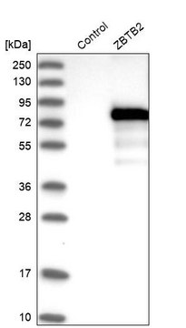 Anti-ZBTB2 antibody produced in rabbit Prestige Antibodies&#174; Powered by Atlas Antibodies, affinity isolated antibody, buffered aqueous glycerol solution, Ab2