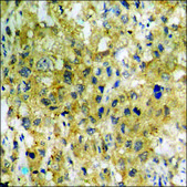 Anti-phospho-Smad2 (pSer250) antibody produced in rabbit affinity isolated antibody
