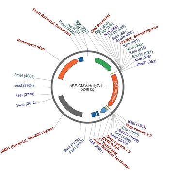 PSF-CMV-HUIGG1 HC - HUMAN IGG HEAVY CHAIN PLASMID plasmid vector for molecular cloning