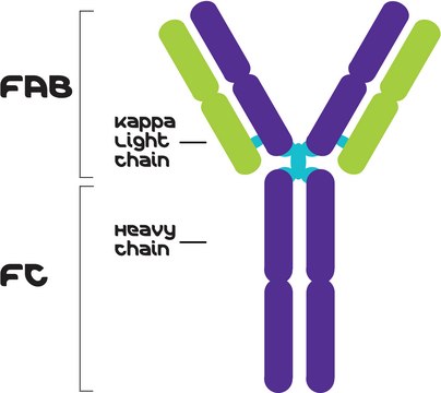 IgG1, Kappa from murine myeloma clone MOPC 21, purified immunoglobulin, buffered aqueous solution