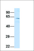 Anti-MNT antibody produced in rabbit affinity isolated antibody