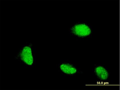 Monoclonal Anti-CSRP1 antibody produced in mouse clone 2A11, purified immunoglobulin, buffered aqueous solution