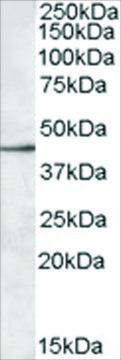 Anti-SIGLEC8 antibody produced in goat affinity isolated antibody, buffered aqueous solution