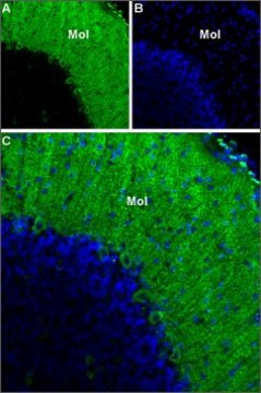 Anti-Calcium Channel CaV3.1 (&#945;1G) antibody produced in rabbit affinity isolated antibody, lyophilized powder