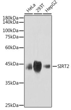 Anti-SIRT2 Antibody, clone 1E1U3, Rabbit Monoclonal