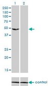 Monoclonal Anti-C9orf98 antibody produced in mouse clone 3B8, purified immunoglobulin, buffered aqueous solution
