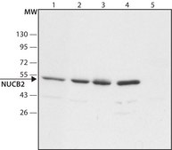 Anti-NUCB2 (N-terminal) antibody produced in rabbit ~1.5 mg/mL, affinity isolated antibody, buffered aqueous solution