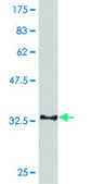 Monoclonal Anti-CDC14A antibody produced in mouse clone 2C12, purified immunoglobulin, buffered aqueous solution