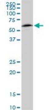 Monoclonal Anti-NAP1L1 antibody produced in mouse clone 2A9, purified immunoglobulin, buffered aqueous solution