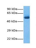 抗-GPNMB affinity isolated antibody