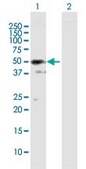 Anti-SH3GLB2 antibody produced in mouse IgG fraction of antiserum, buffered aqueous solution