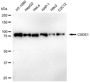 KD-Validated Anti CSDE1 Antibody, clone 23GB3505, Rabbit Monoclonal clone 23GB3505, recombinant rabbit monoclonal, expressed in HEK293 cells