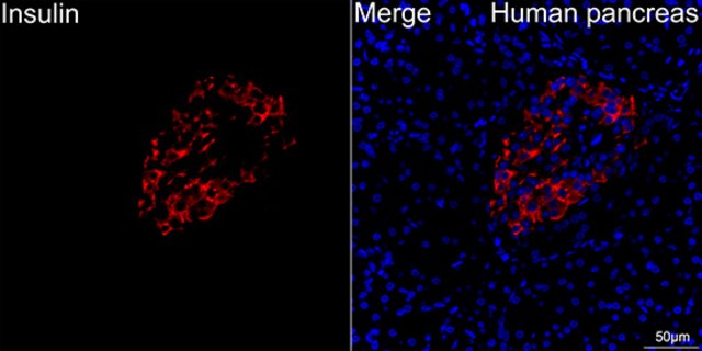 Anti-Insulin Antibody, clone 4C3Y9, Rabbit Monoclonal